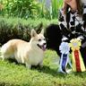 Bild des Benutzers Corgi Happy House