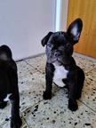 mehrere franz. Bulldoggen-Welpen suchen ein neues Zuhause - Französische Bulldogge (101)