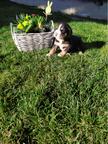 Welpen Grosser Schweizer Sennenhund - Grosser Schweizer Sennenhund (058) Welpen Grosser Schweizer Sennenhund - Grosser Schweizer Sennenhund (058)
