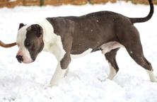 Bossy Kennels x KPN Bullys American Bully XL - American Staffordshire Terrier (286)