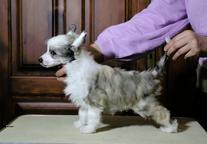 Chinese Crested Dog - Čínský chocholatý pes (288)