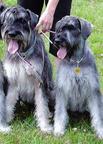 Riesen schnauzer  Pfeffer und Salz. - Knírač velký (181)