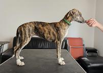 Whippet Welpen Mädchen mit VDH-FCI Papiere - Whippet (162) Whippet Welpen Mädchen mit VDH-FCI Papiere - Whippet (162)