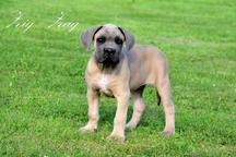 Cane Corso welpen FCI pedigree - Cane Corso Italiano (343) Cane Corso welpen FCI pedigree - Cane Corso Italiano (343)