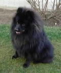 Grossspitz schwarz - Giant German Spitz Black puppies for sale. - Deutscher Spitz (097)