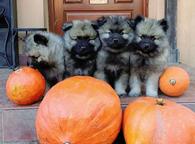 Wolfspitz / keeshond puppies for sale - pedigree FCI - Deutscher Spitz (097)