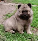 Wolfspitz / keeshond puppies for sale - pedigree FCI - Deutscher Spitz (097)