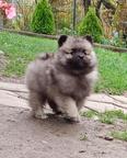 Wolfspitz / keeshond puppies for sale - pedigree FCI - Deutscher Spitz (097)