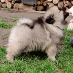 Wolfspitz / keeshond puppies for sale - pedigree FCI - Deutscher Spitz (097)