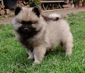 Wolfspitz / keeshond puppies for sale - pedigree FCI - Deutscher Spitz (097)