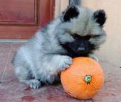 Wolfspitz / keeshond puppies for sale - pedigree FCI - Deutscher Spitz (097)