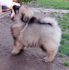 Wolfspitz / keeshond puppies for sale - pedigree FCI - Deutscher Spitz (097)