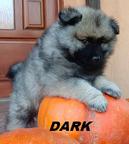 Wolfspitz / keeshond puppies for sale - pedigree FCI - Deutscher Spitz (097)