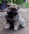 Wolfspitz / keeshond puppies for sale - pedigree FCI - Deutscher Spitz (097)