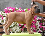 Cane Corso welpen mit FCI pedigree - Italian Corso Dog (343) Cane Corso welpen mit FCI pedigree - Italian Corso Dog (343)