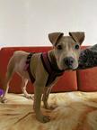 Bella 4 Monate - American Staffordshire Terrier (286)