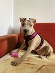 Bella 4 Monate - American Staffordshire Terrier (286)