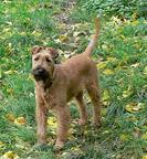 Irish terrier - puppy male with pedigree - Irish Terrier (139)