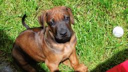 Rhodesian Ridgeback, Welpen mit Papieren, Hund, Welpe, Löwenhund - Rhodesian Ridgeback (146) Rhodesian Ridgeback, Welpen mit Papieren, Hund, Welpe, Löwenhund - Rhodesian Ridgeback (146)