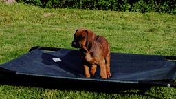 Rhodesian Ridgeback, Welpen mit Papieren, Hund, Welpe, Löwenhund - Rhodesian Ridgeback (146) Rhodesian Ridgeback, Welpen mit Papieren, Hund, Welpe, Löwenhund - Rhodesian Ridgeback (146)