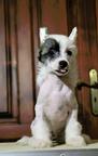 Chinese Crested Dog - Čínský chocholatý pes (288)