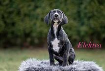 Louisian leopard dog - FCI pedigree - Louisiana Catahoula Leopard Dog