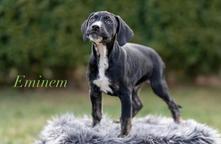 Louisian leopard dog - FCI pedigree - Louisiana Catahoula Leopard Dog