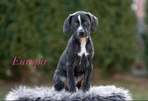 Louisian leopard dog - FCI pedigree - Louisiana Catahoula Leopard Dog