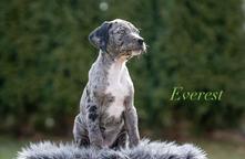 Louisian leopard dog - FCI pedigree - Louisiana Catahoula Leopard Dog