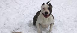Bossy Kennels x KPN Bullys American Bully XL - American Staffordshire Terrier (286)