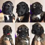 Afghane Welpen (FCI) zum Verkauf - Afghanischer Windhund (228) Afghane Welpen (FCI) zum Verkauf - Afghanischer Windhund (228)