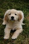 Golden retriever - Golden Retriever (111) Golden retriever - Golden Retriever (111)