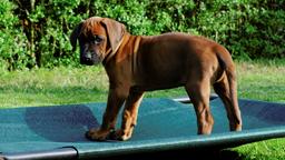 Rhodesian Ridgeback, Welpen mit Papieren, Hund, Welpe, Löwenhund - Rhodesian Ridgeback (146) Rhodesian Ridgeback, Welpen mit Papieren, Hund, Welpe, Löwenhund - Rhodesian Ridgeback (146)