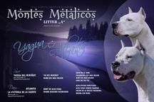 Dogo Argentino / Argentinská doga - Argentinská doga (292)