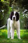 Landseerwelpen - Landseer (226)