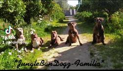 Bandog  - Hybridhund