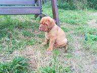 Puppies for sell  - Bordeauxdogge (116)