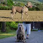 Bandog Mastiff - Hybridhund