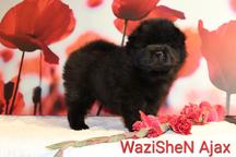 Chow chow Welpen - Chow Chow (205)