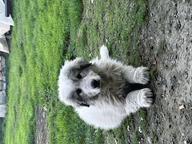 Pyrenäenberghund - Tschechische Berghund