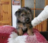 Norfolk Terrier Welpen Zu Kaufen De Dogva Com