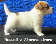 JACK RUSSELL TERRIER - Jack Russell Terrier (345)