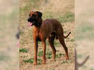 Rhodesian Ridgeback, Welpen mit Papieren, Hund, Welpe, Löwenhund - Rhodesian Ridgeback (146) Rhodesian Ridgeback, Welpen mit Papieren, Hund, Welpe, Löwenhund - Rhodesian Ridgeback (146)
