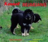 Kennel BEJARJANG - Wir bieten Tibetan Mastiff Welpen - Do Khyi (230)