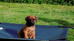 Rhodesian Ridgeback, Welpen mit Papieren, Hund, Welpe, Löwenhund - Rhodesian Ridgeback (146) Rhodesian Ridgeback, Welpen mit Papieren, Hund, Welpe, Löwenhund - Rhodesian Ridgeback (146)