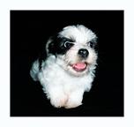 Ich suche noch ein kuschliges Körbchen - Lhasa Apso (227)