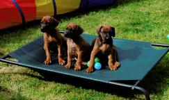 Rhodesian Ridgeback, Welpen mit Papieren, Hund, Welpe, Löwenhund - Rhodesian Ridgeback (146) Rhodesian Ridgeback, Welpen mit Papieren, Hund, Welpe, Löwenhund - Rhodesian Ridgeback (146)