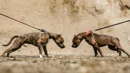 Weltklasse American Bully XL Welpen (SCP/ICK/DPP) - American Pit Bull Terrier
