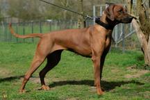 Rhodesian Ridgeback, Welpen mit Papieren, Hund, Welpe, Löwenhund - Rhodesian Ridgeback (146) Rhodesian Ridgeback, Welpen mit Papieren, Hund, Welpe, Löwenhund - Rhodesian Ridgeback (146)