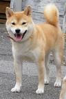 Shiba Inu Zwinger aus Nippon's Reich - Martina Bitterlich